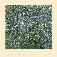Apple Tree