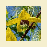Clematis