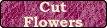 Cut Flowers