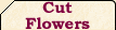 Cut Flowers