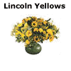 Lincoln Yellows