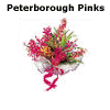 Peterborough Pinks