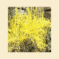 forsythia
