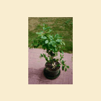 Orange Bush