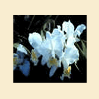 Orchid