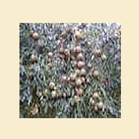 Pear Tree