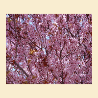 Plum Tree