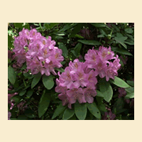 Rhododendron