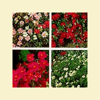 A selection of rose bushes