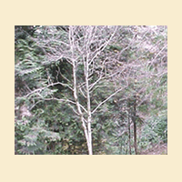 Silver Birch
