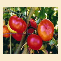 Tomato Plant