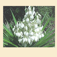Yucca Plant